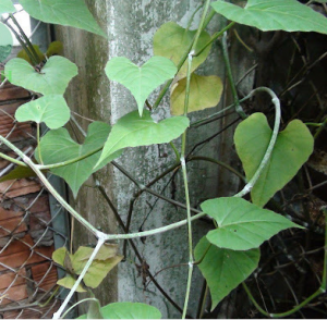 chia-voi-thoat-vi-dia-dem