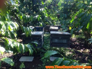 qui-trinh-nuoi-ong-1